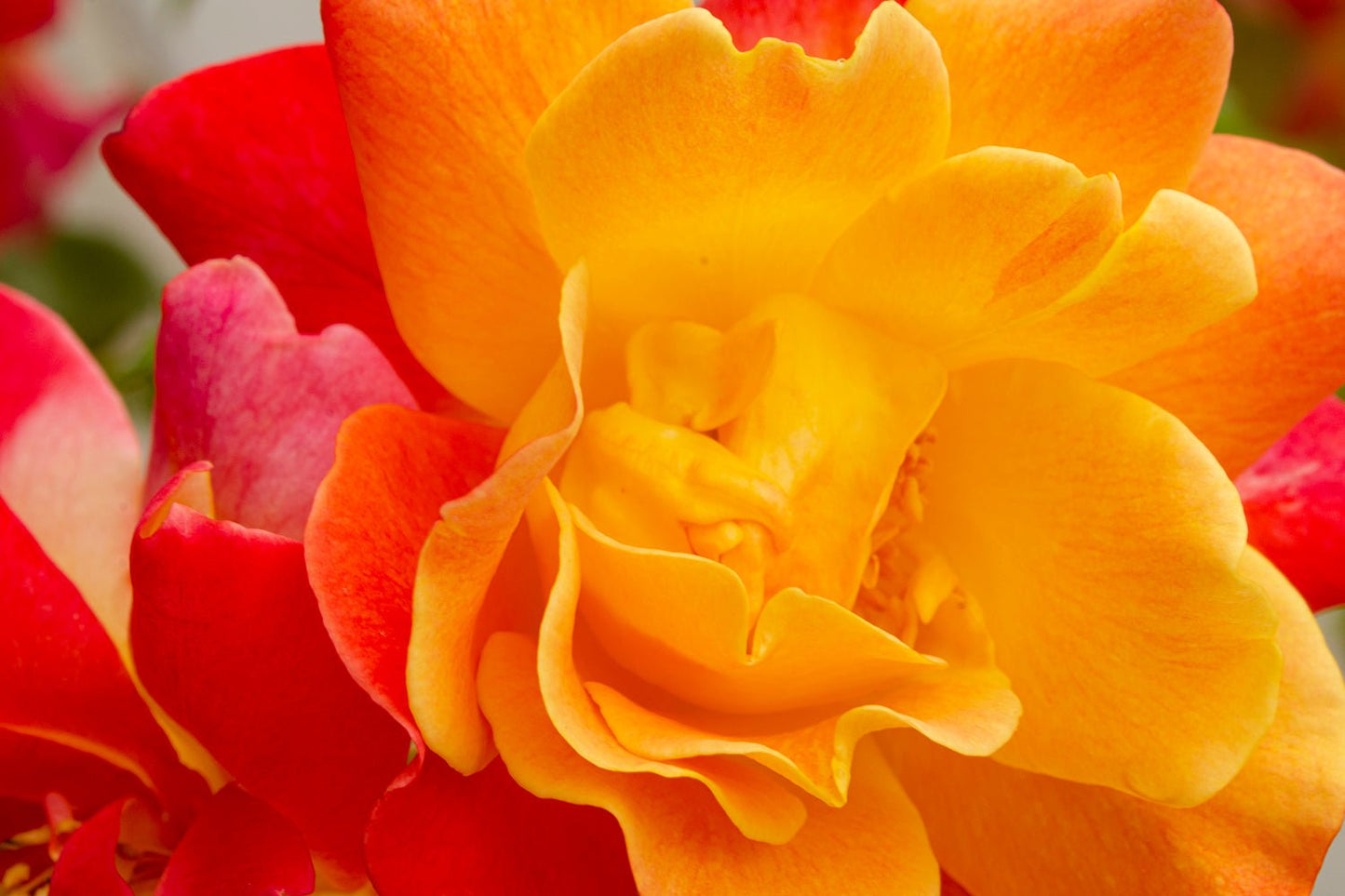 A Metallic Paper Surface- Peace Rose Image - Atlanta Canvas and Print