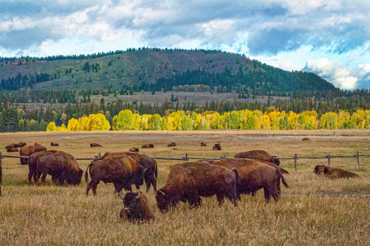 Bison grazing beneath the Grand Tetons make a serene display image perfect for a home or office photo gallery.