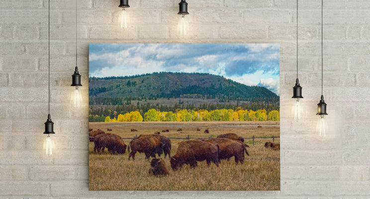 Elk Flats Bison