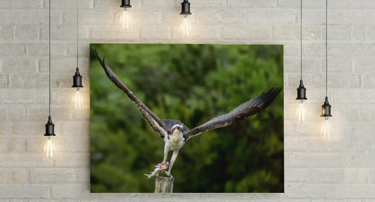 Osprey at Liftoff